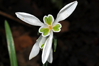 Galanthus nivalis Galanthus nivalis
